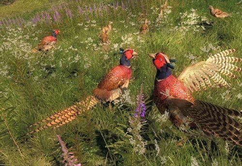 pheasant hunting game